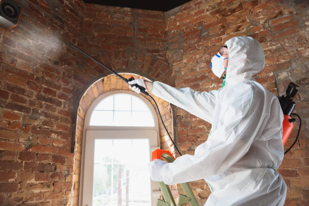 Why You Should Choose Our Mold Remediation Services in Mount Vernon, MD